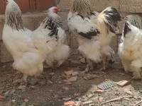 Brahma — Foto 4