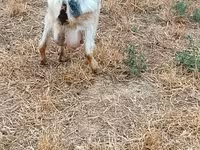Goat, Goats — photo 2
