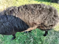 Қошқар, Tian-Shan semifinewool sheep — 1-сурет