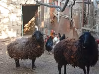 Ոչխար, Karabakh sheep — լուսանկար 5