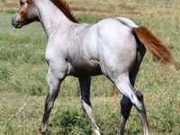 Yegua, Quarter Horse — foto 4