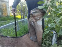 Ешкі, Beetal goats — 2-сурет