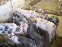 Sow, Pigs — photo 2