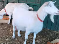 Cabra, Pomellata goat — foto 1
