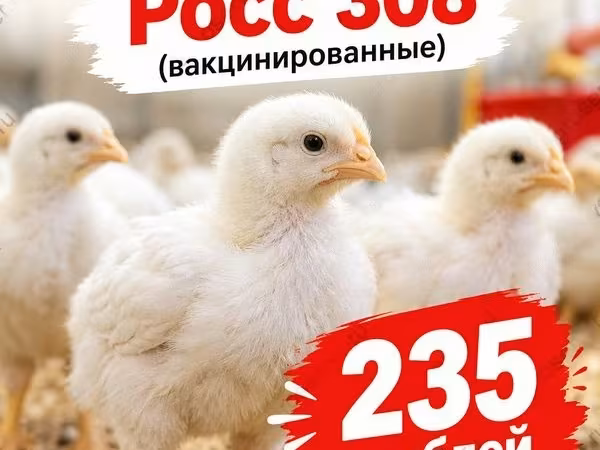 रॉस 308