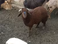 Sheep (batch, sex not specified), Red Karaman sheep — photo 1