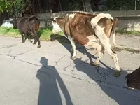 Կով, Simmental cattle — լուսանկար 2