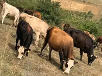Կով, Simmental cattle — լուսանկար 7