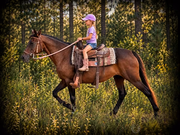 Stute, Quarter Horse