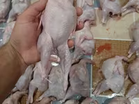 Quails — foto 2