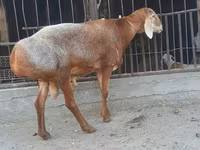 Խոյ, Saryarka sheep — լուսանկար 3