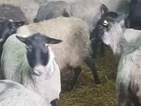 Ոչխար, Romanov sheep — լուսանկար 5