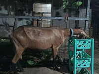 Էգ այծ, Alpine goat — լուսանկար 3