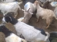山羊（批次，未指定性别）, Goats — 照片 4