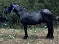 公马, Dutch warmblood horse — 照片 1