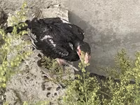 Ինդիան Գեյմ — լուսանկար 5