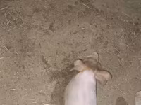 Էգ խոզ, Խոզեր — լուսանկար 3