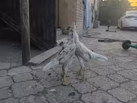 Shamo Hühner — Foto 4