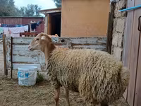 Ոչխար, Ոչխարներ — լուսանկար 3