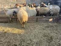 Խոյ, Ոչխարներ — լուսանկար 5