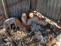 Eber, Schweine — Foto 1