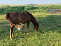 Caballo, Caballos — foto 2