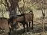 Goat, Alpine goat — photo 8