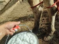 Kuh, Holstein-Rasse — Foto 6