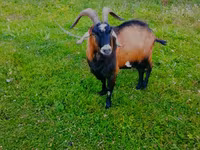 Bode, Czech Brown Shorthaired goats — foto 2