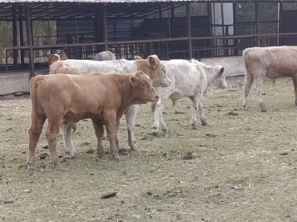 सांड, आउलियेकोल नस्ल
