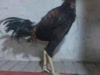 Chickens — फ़ोटो 3
