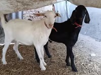 Cabro, Nubian Goat — foto 6