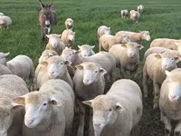 كبش, Ile-de-France sheep — الصورة 6
