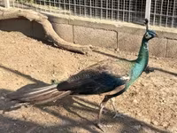 Chickens — الصورة 2