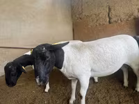 Ոչխար, Dorper sheep — լուսանկար 2