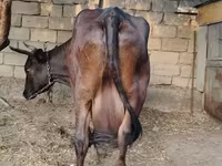 Сиыр, Жабайы як — 4-сурет