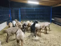 Ոչխար, Katum sheep — լուսանկար 1