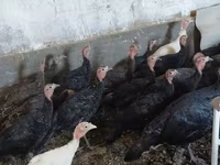 Turkeys — الصورة 1