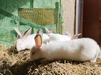 Chickens — լուսանկար 2