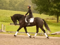 公马, Friesian — 照片 5