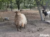 Қой, Racka sheep — 4-сурет