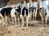母牛, Holstein breed — 照片 1