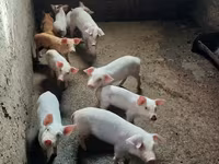 Sow, Pigs — photo 1