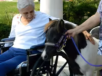 母马, Miniature horse — 照片 7