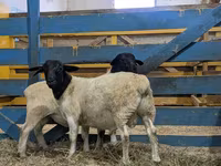Widder, Suffolk sheep — Foto 1