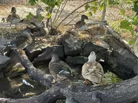 Ducks — photo 4