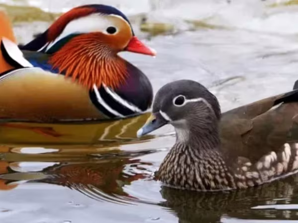 Ducks — Armenia
