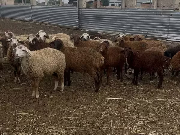 Խոյ, Ոչխարներ — Հայաստան