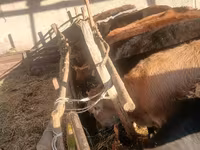 Vaca, Brown Mountain — foto 1
