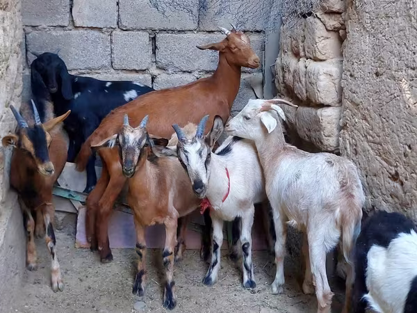 母山羊, Alpine goat